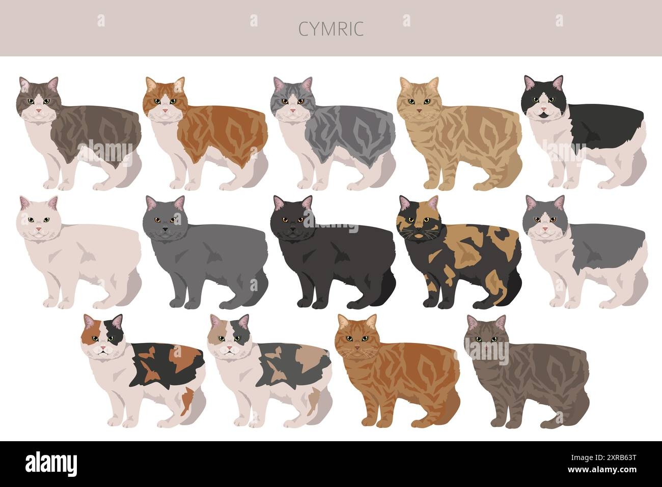 cat breeds and colors