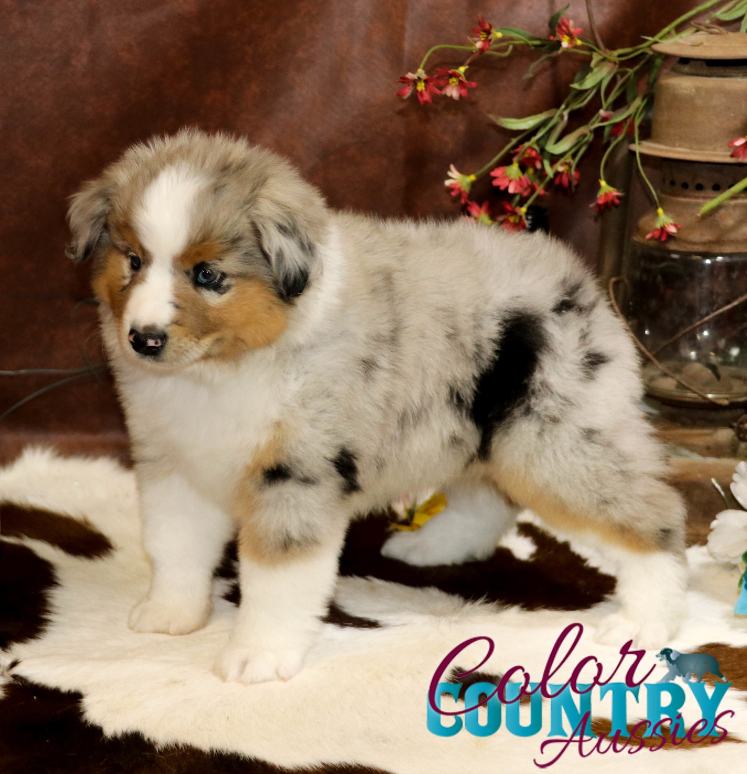 blue merle dog color
