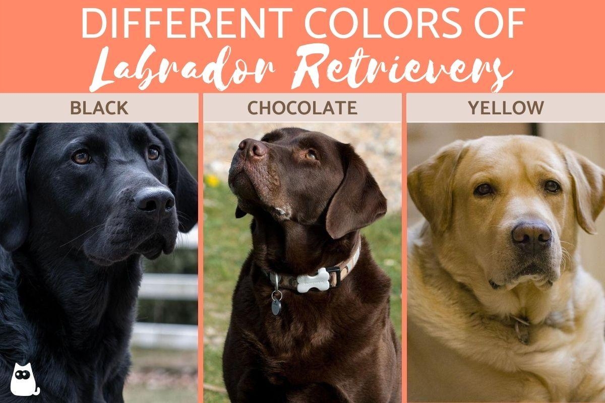 Different Types Of Labs Recognized Dogs 2024 Reliable New Releases