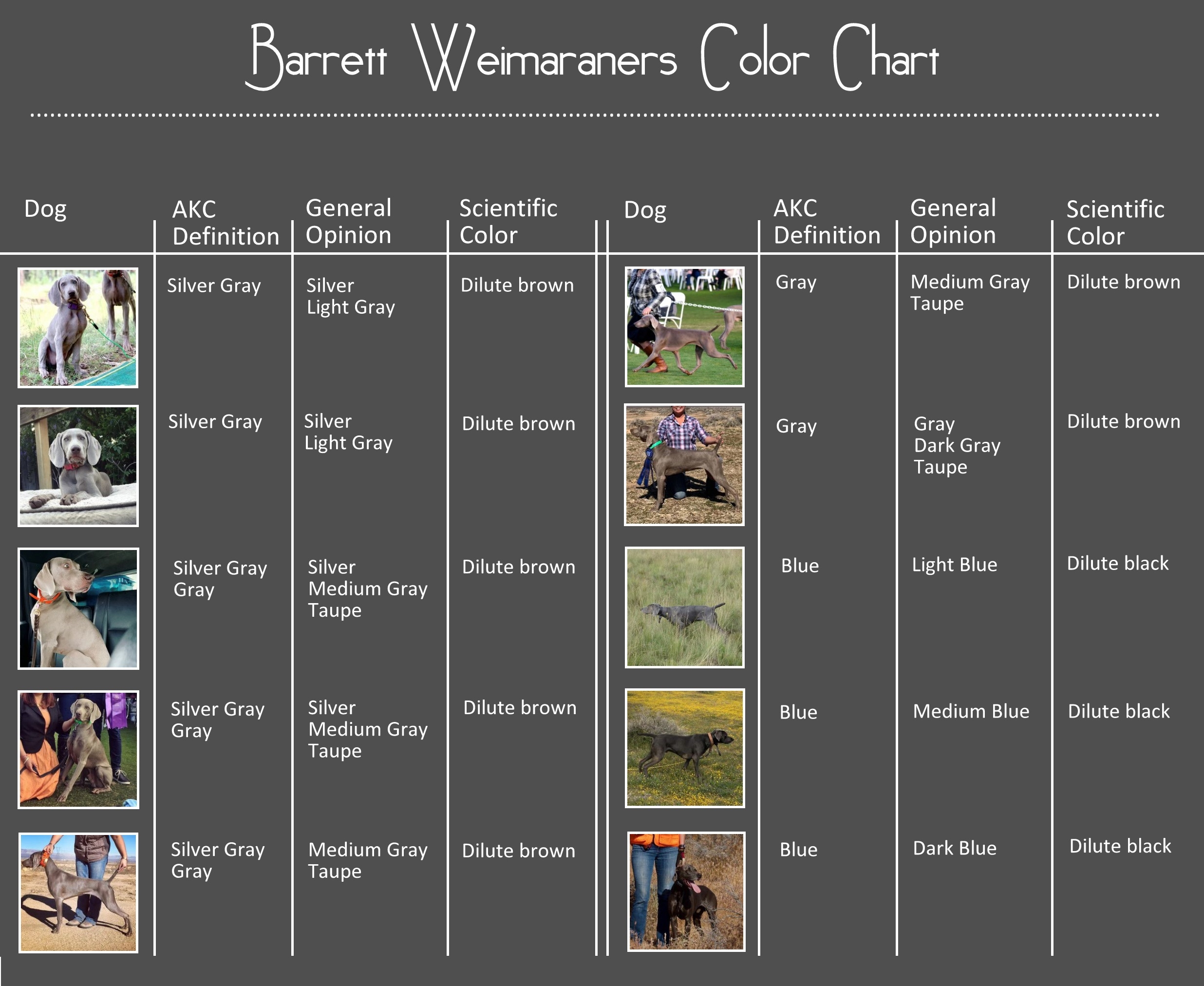 Different Weimaraner Coat Colors Barrett Weimaraners