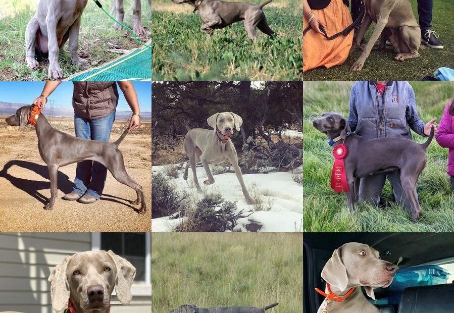 Different Weimaraner Coat Colors Barrett Weimaraners