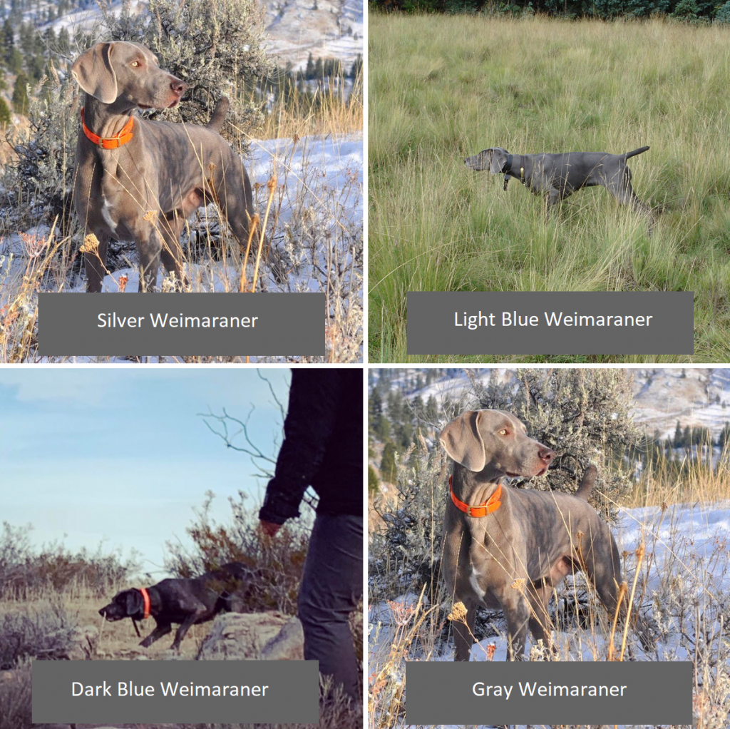Different Weimaraner Coat Colors Barrett Weimaraners