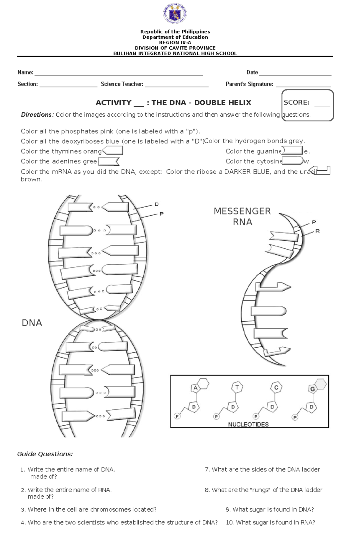 DNA Coloring Activity Understand The Double Helix Structure Studocu