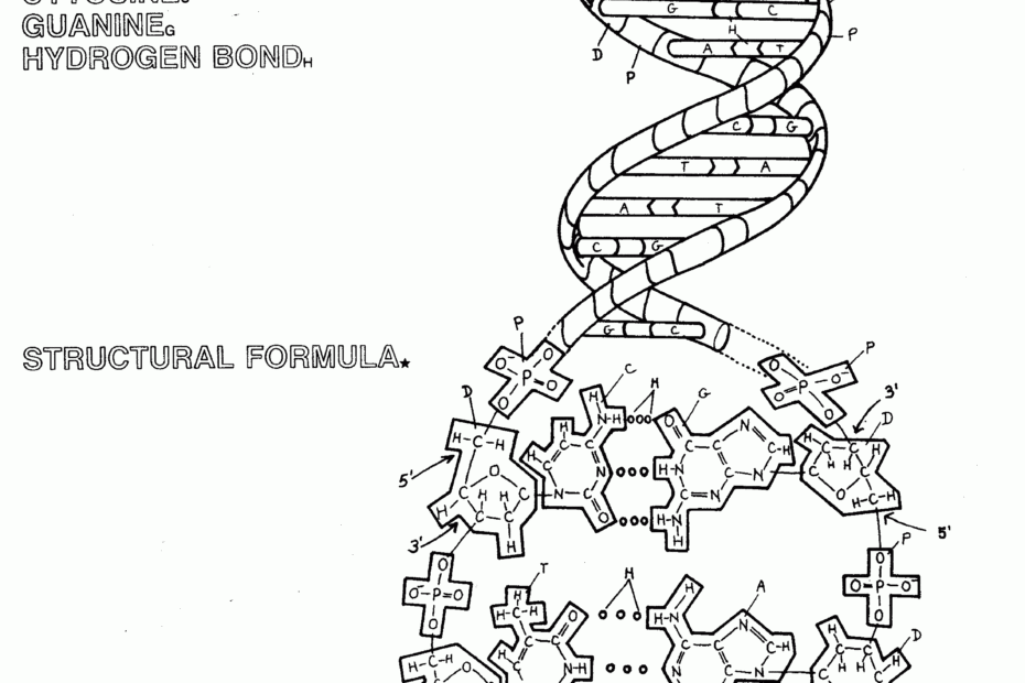 DNA Double Helix Coloring Worksheet Color Worksheets Dna Worksheets Library