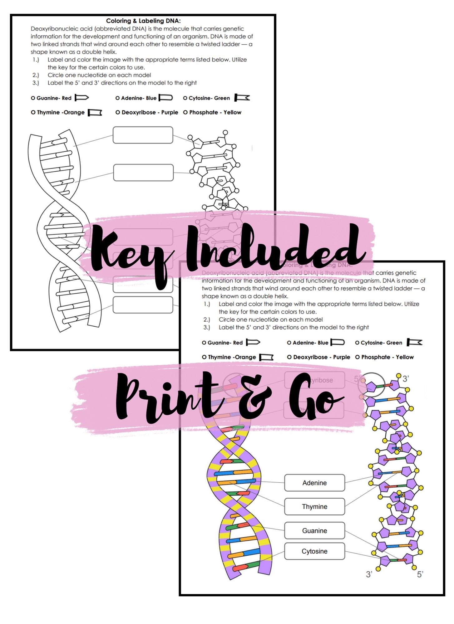 dna coloring worksheet