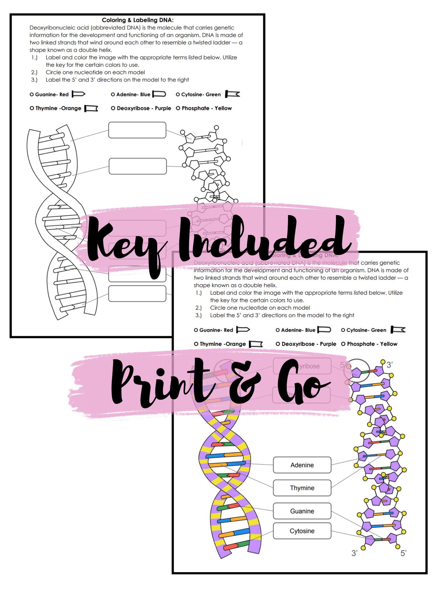 DNA Printable Coloring Worksheet Color U0026 Labeling Biology Science Genetics 