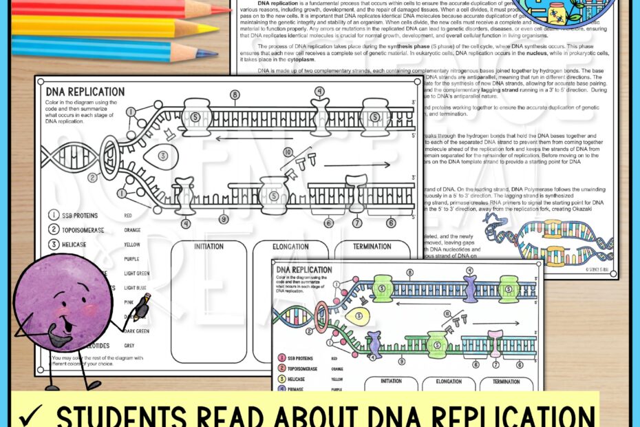 DNA Replication Color By Number Reading And Worksheets Classful