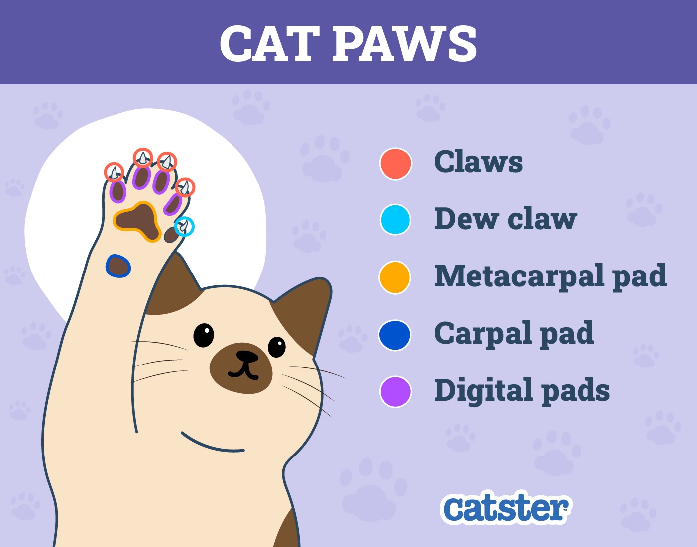 cat paw pads color