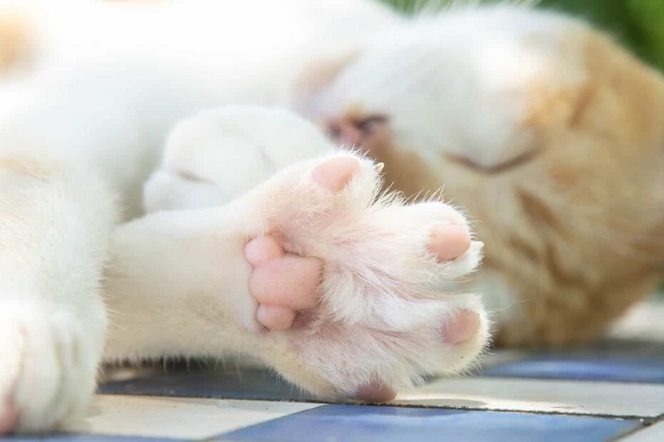 Do Cat Paw Pads Change Color Vet Approved Facts U0026 FAQ Catster