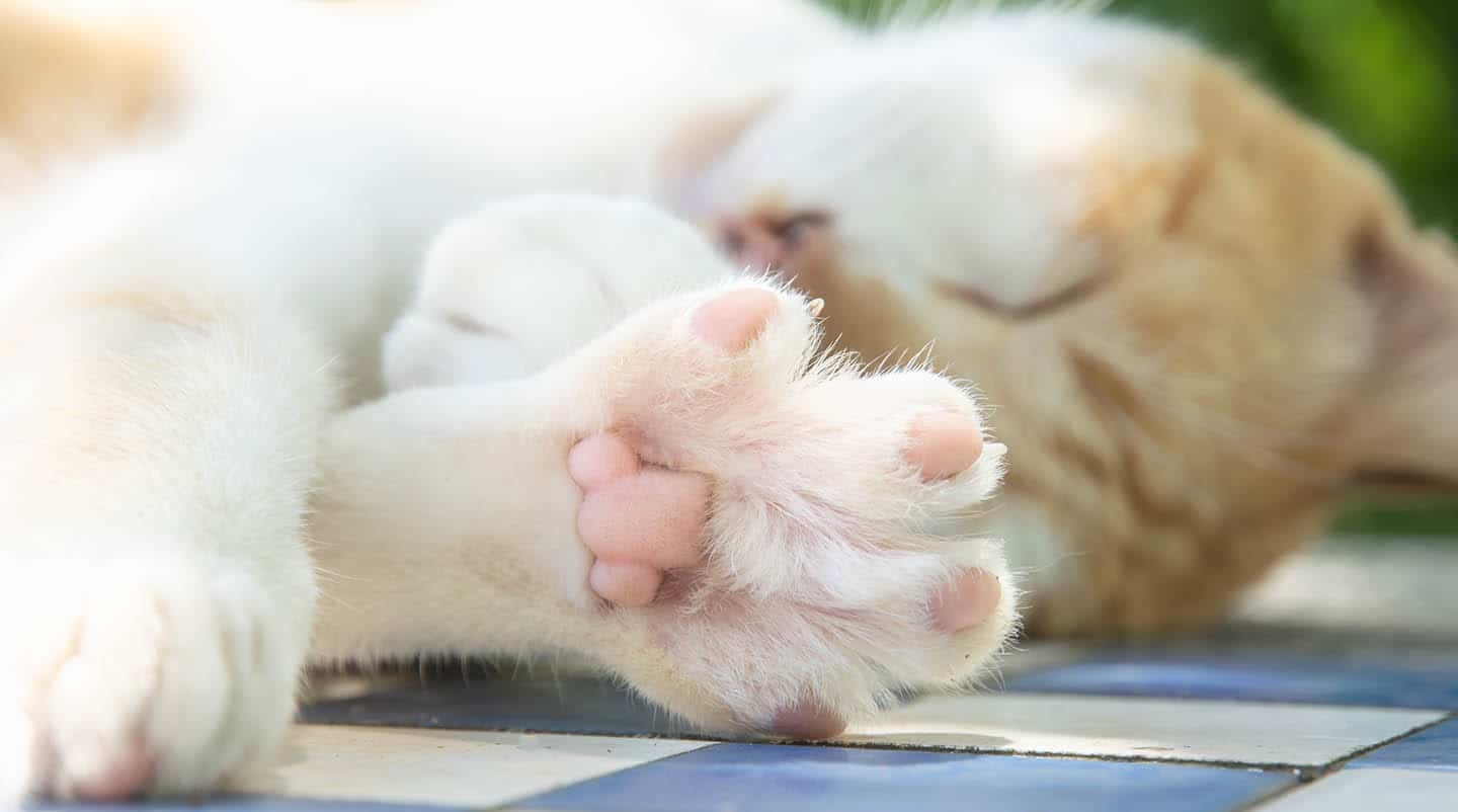 Do Cat Paw Pads Change Color Vet Approved Facts U0026 FAQ Catster