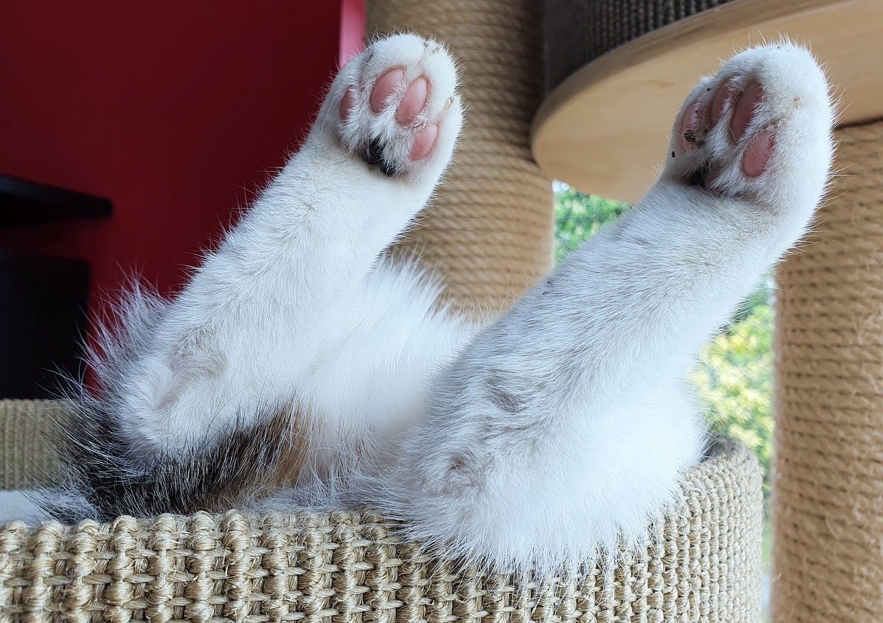 Do Cat Paw Pads Change Color Vet Approved Feline Facts Hepper Pet Resources