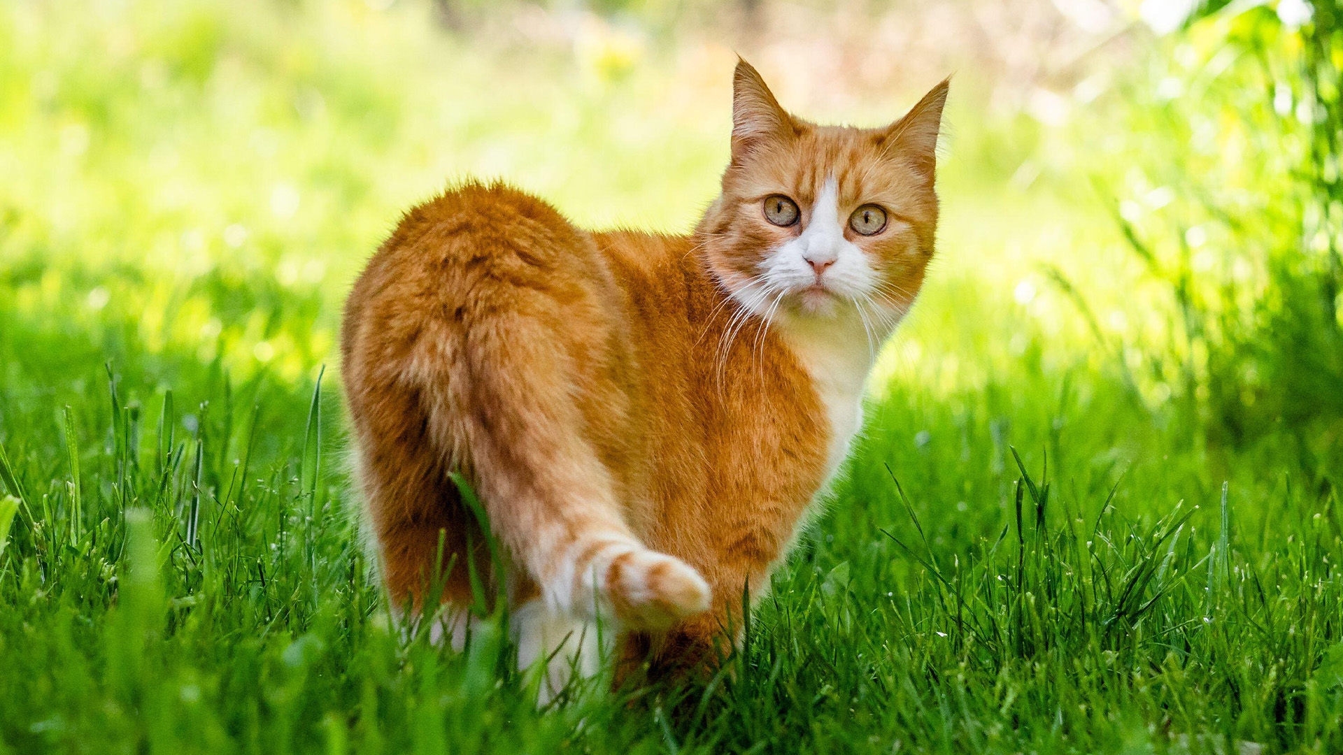 salmiak cat color