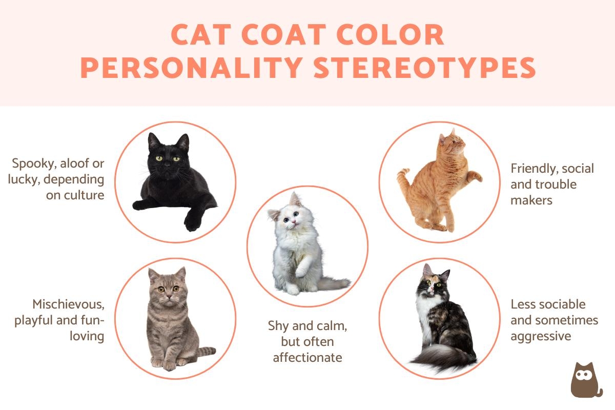cat with a colorful coat