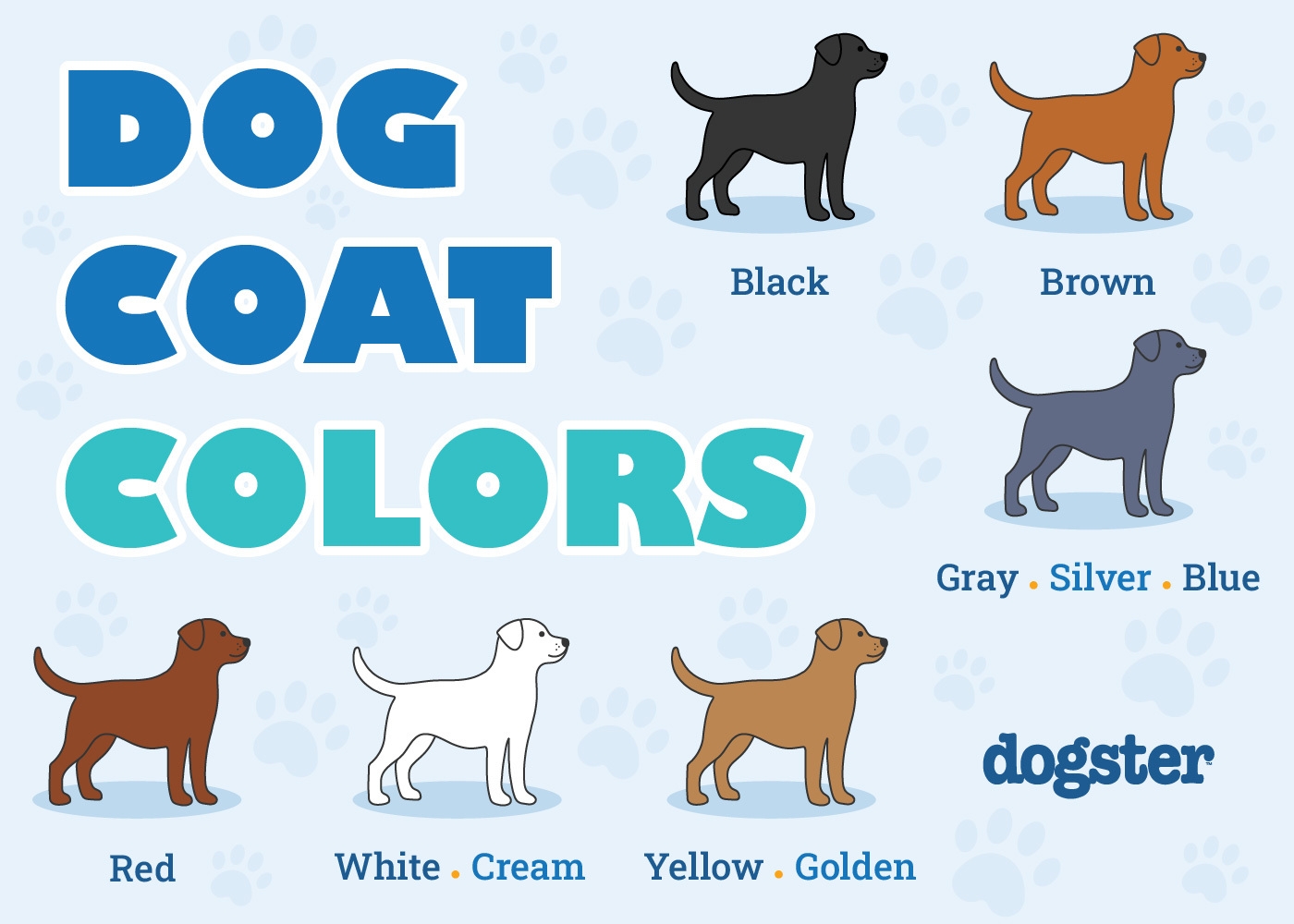 Dog Coat Colors U0026 Patterns A Vet Verified Guide With Info 