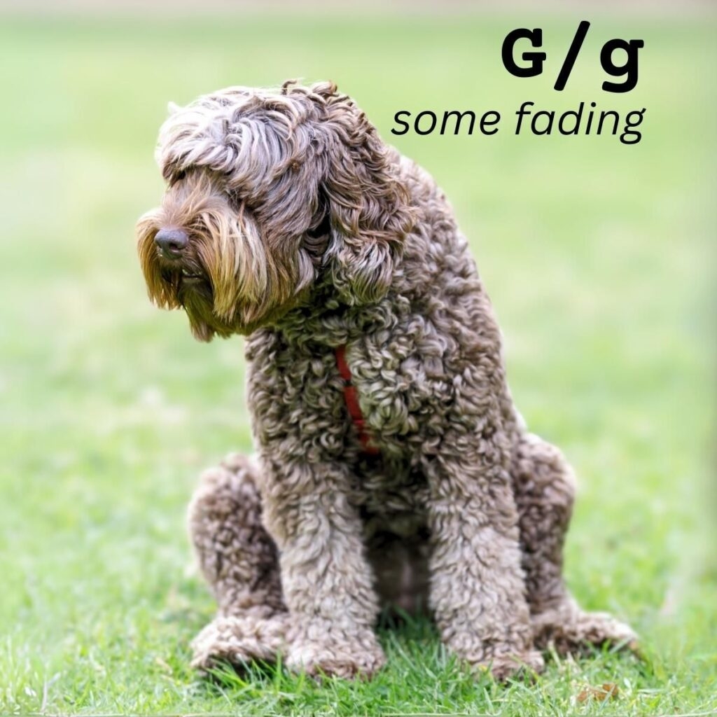 Dog Color Genetics Summary Genes U0026 Alleles Overview Coats And 