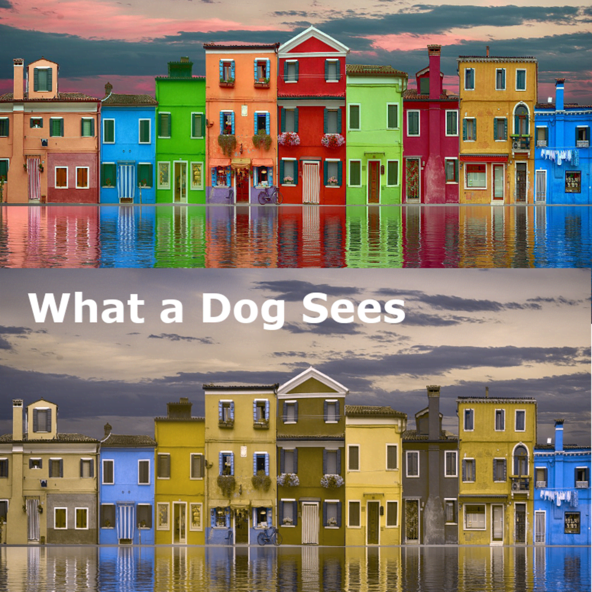 dog color vision