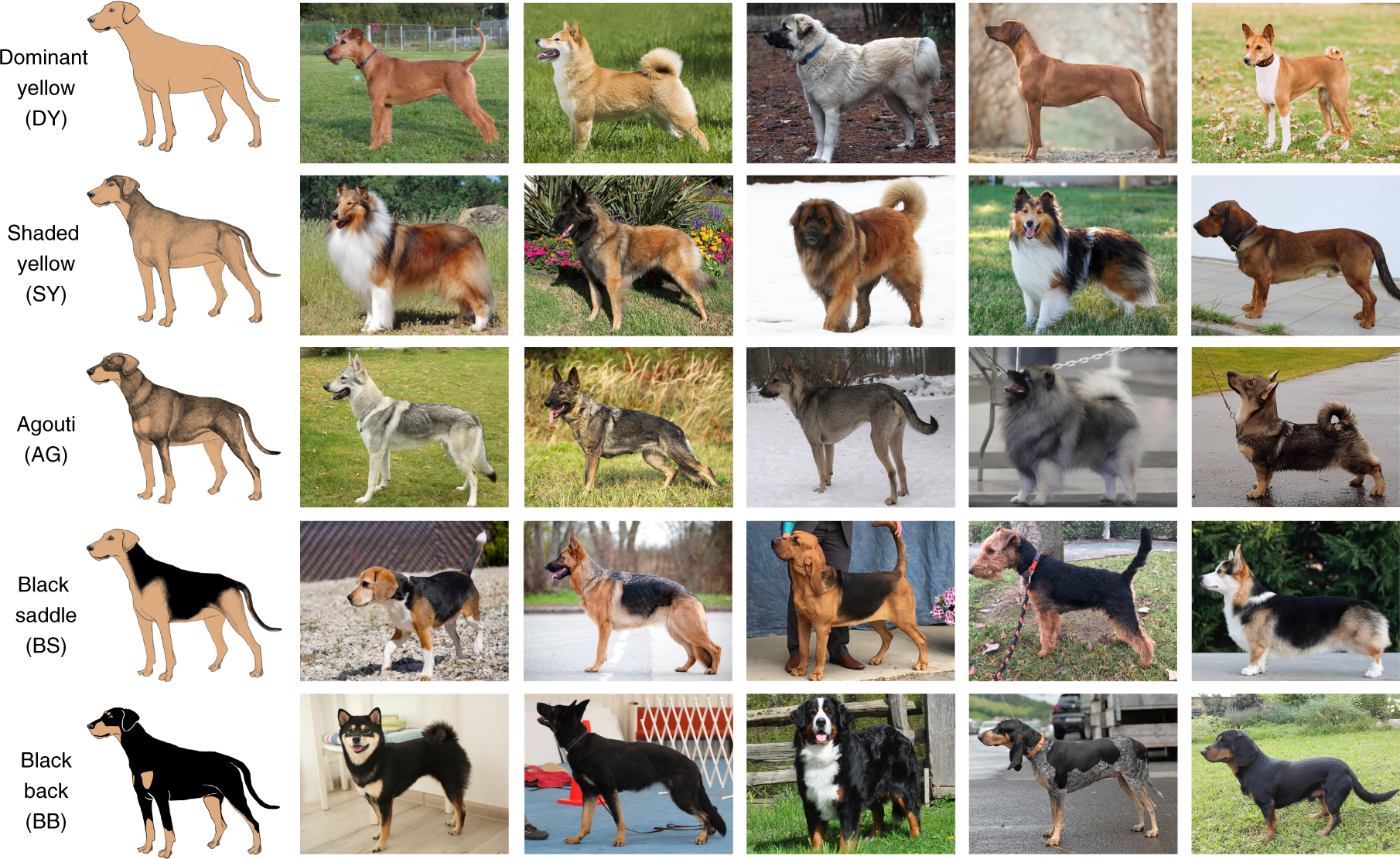 Dog Colour Patterns Explained By Modular Promoters Of Ancient 