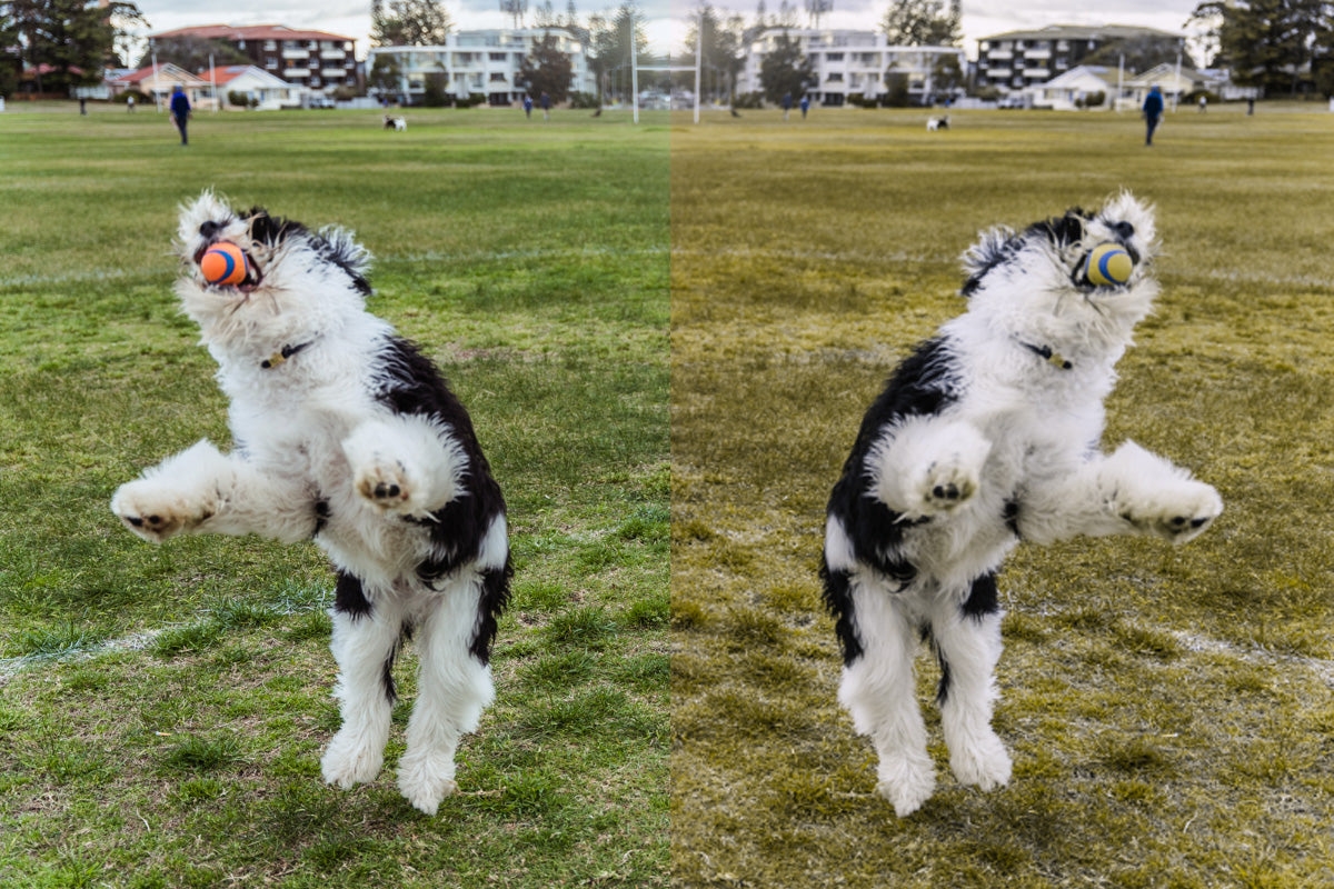 Dog Colour Vision Dogs That Can See Color Hotsell