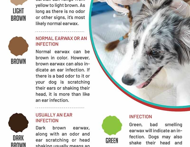 Dog Ear Wax Color Chart When Color Can Indicate A Problem