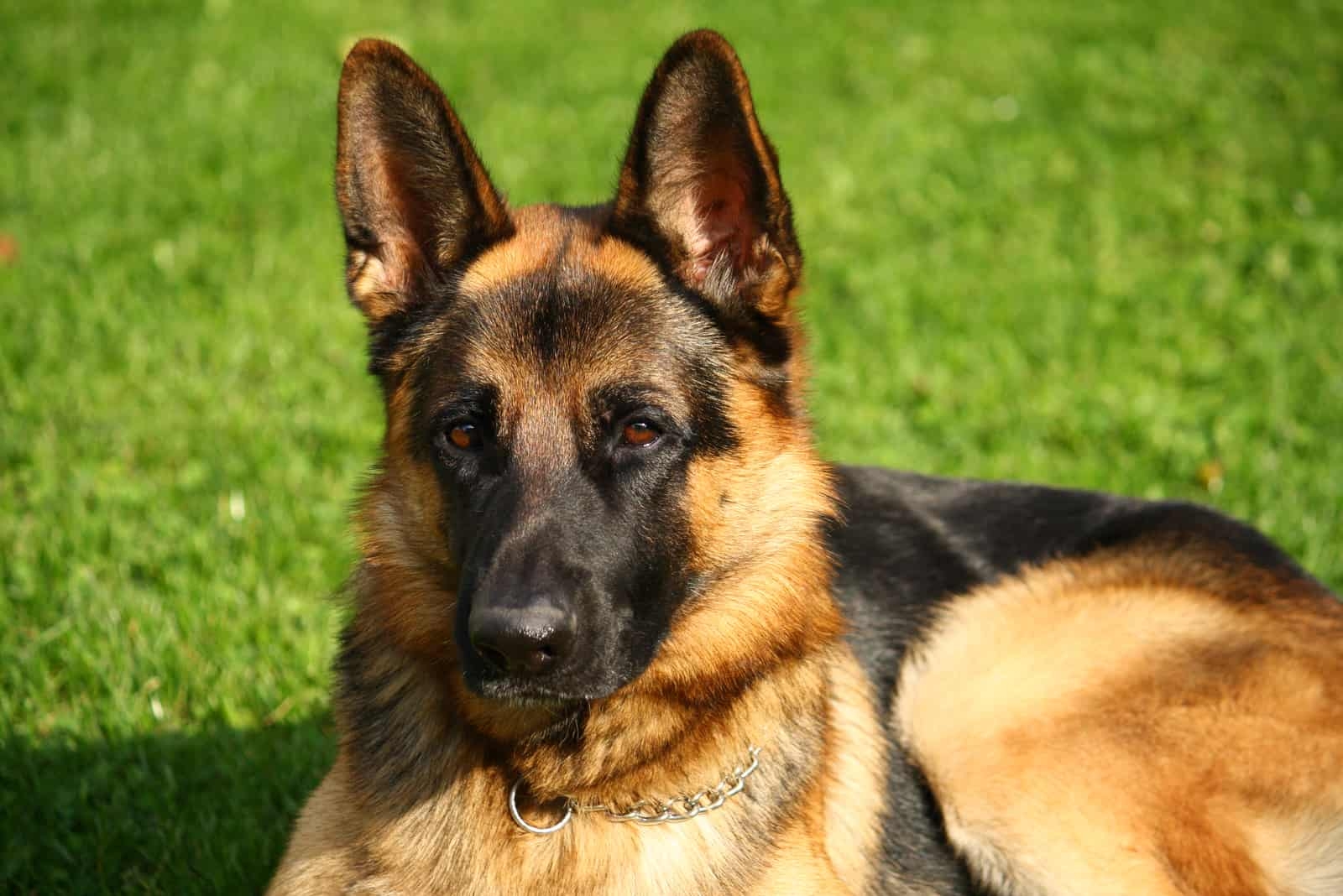 dog eye color chart