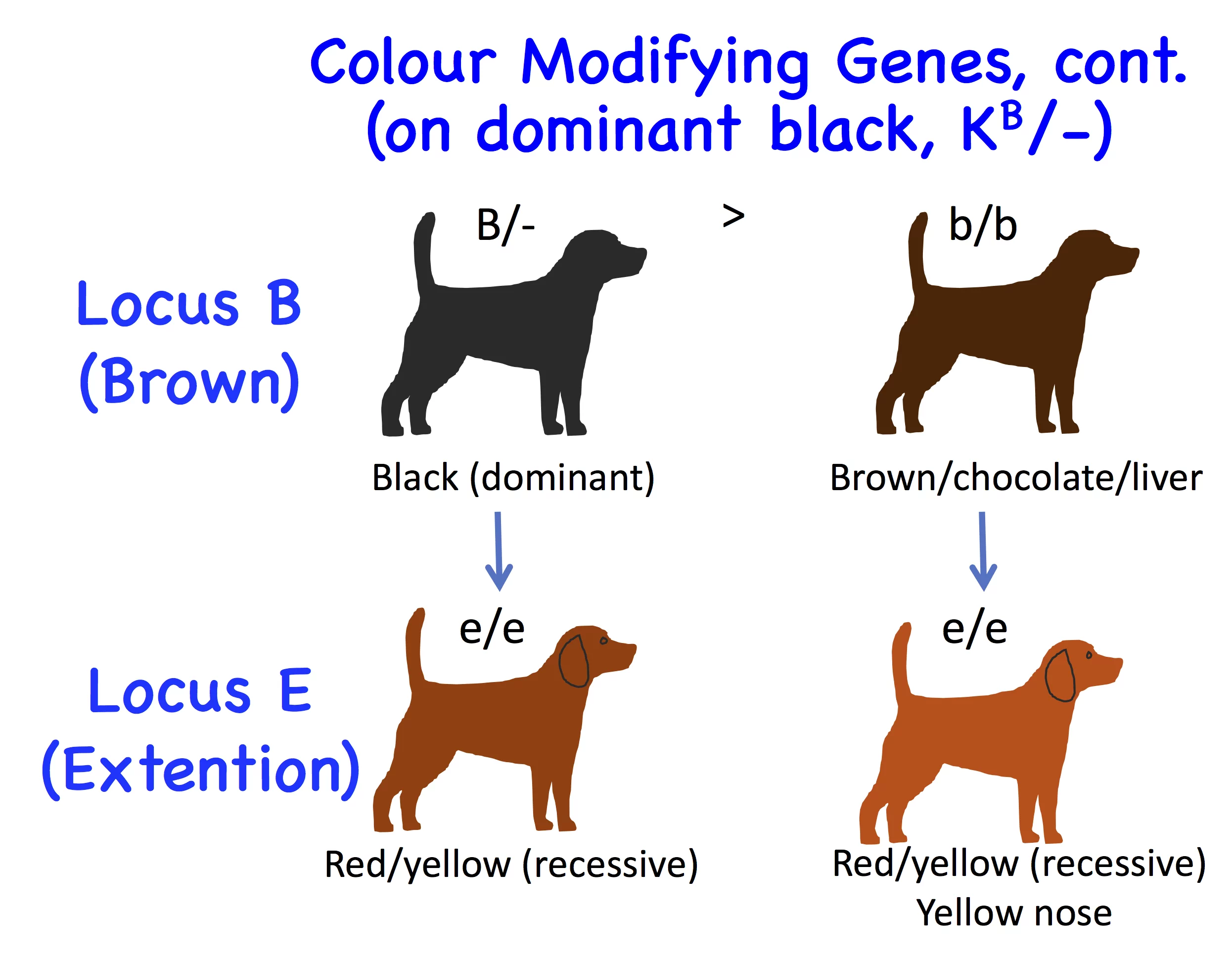 Dog Genetics 2 0 Colours Laboratoire De G n tique V t rinaire