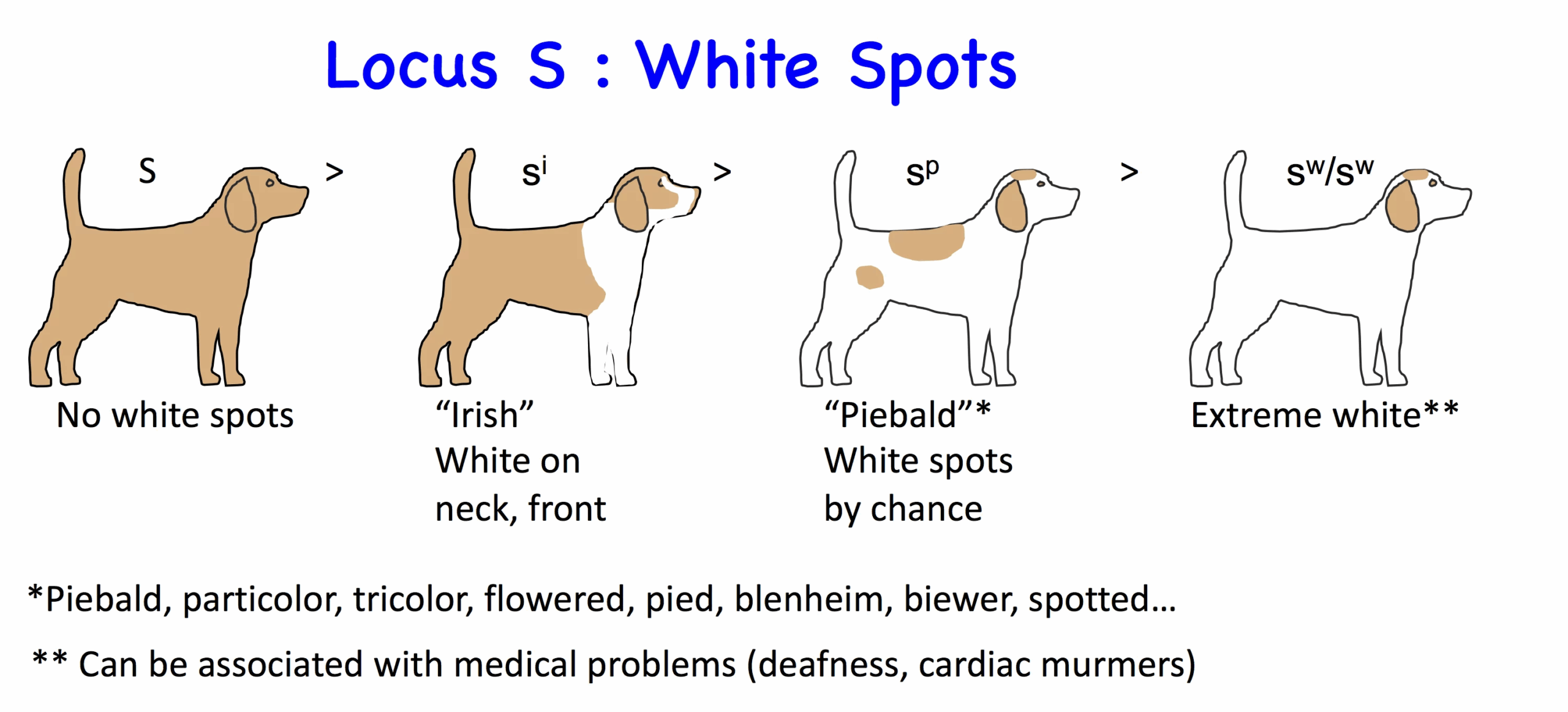 Dog Genetics 2 0 Colours Laboratoire De G n tique V t rinaire
