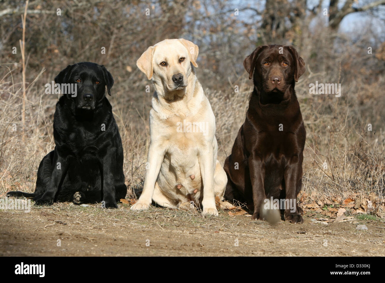 labrador dog colors