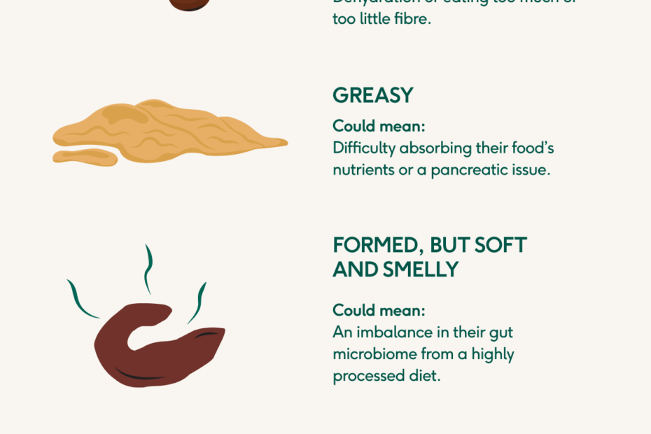 Dog Poo Decoded Colour Consistency And Smell vet Approved Guide