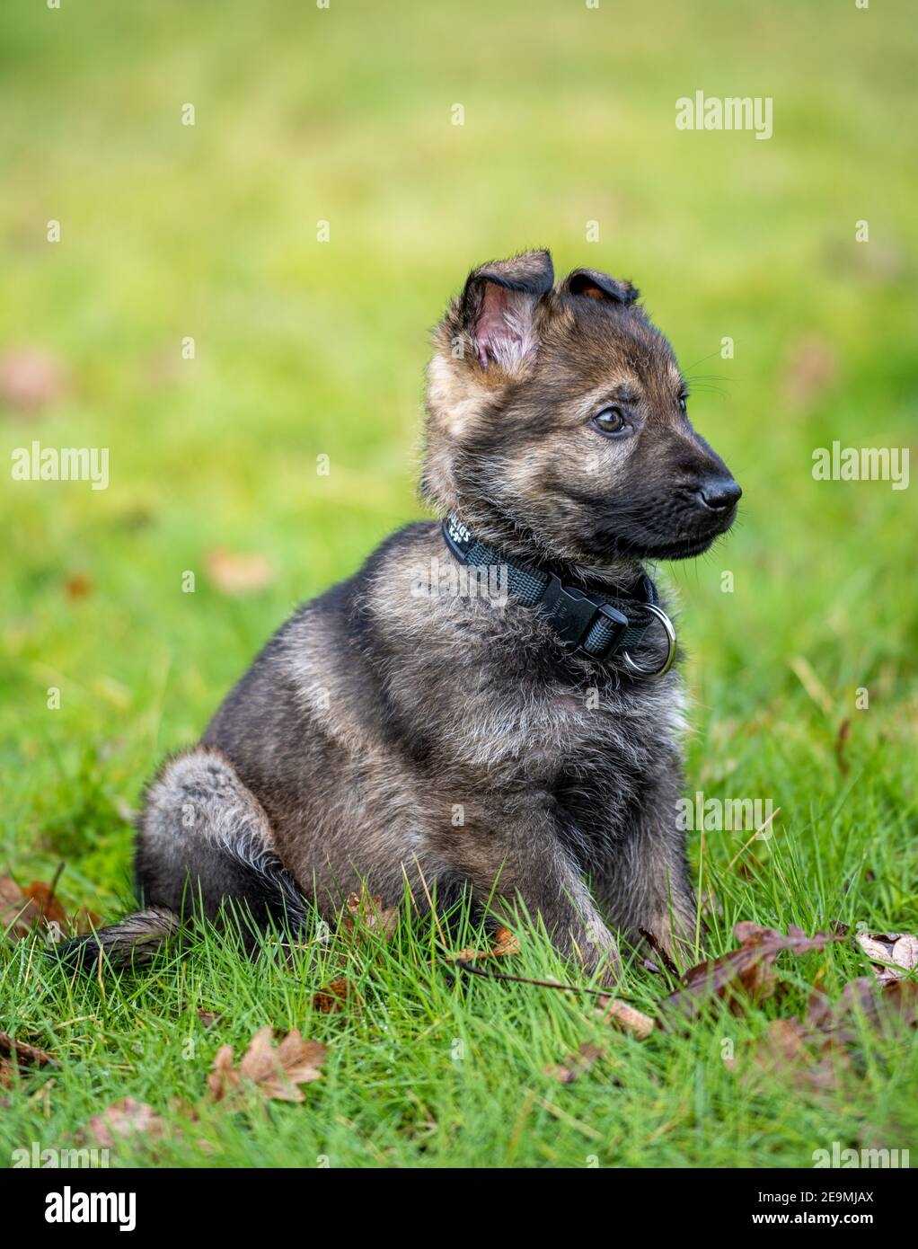 sable colored dogs