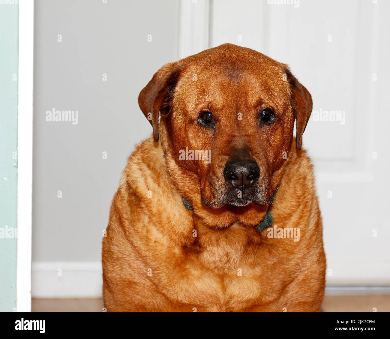 rust color dog