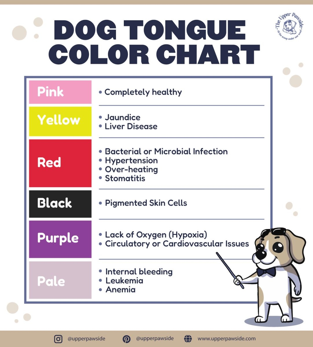 Dog Tongue Color Chart What Color Should Your Dog s Tongue Be