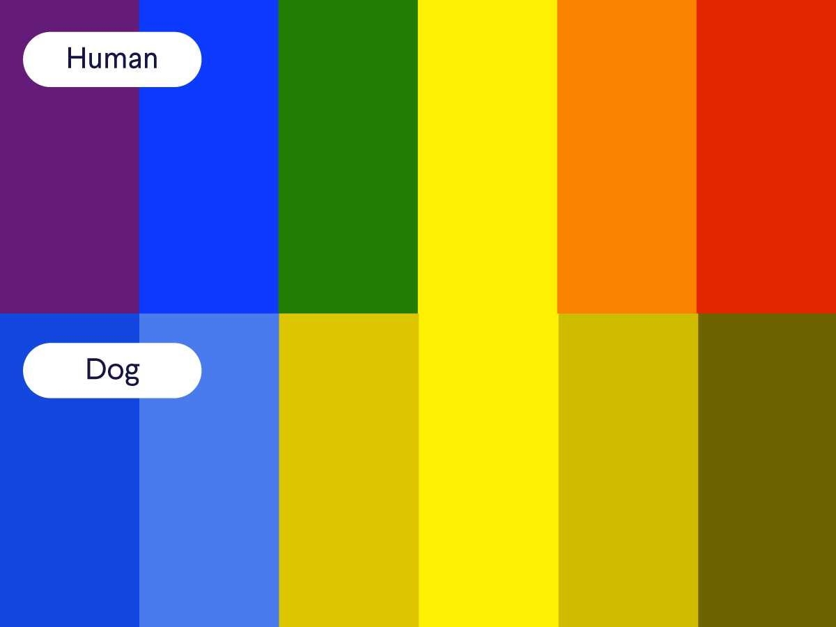 do dogs see in color or in black and white