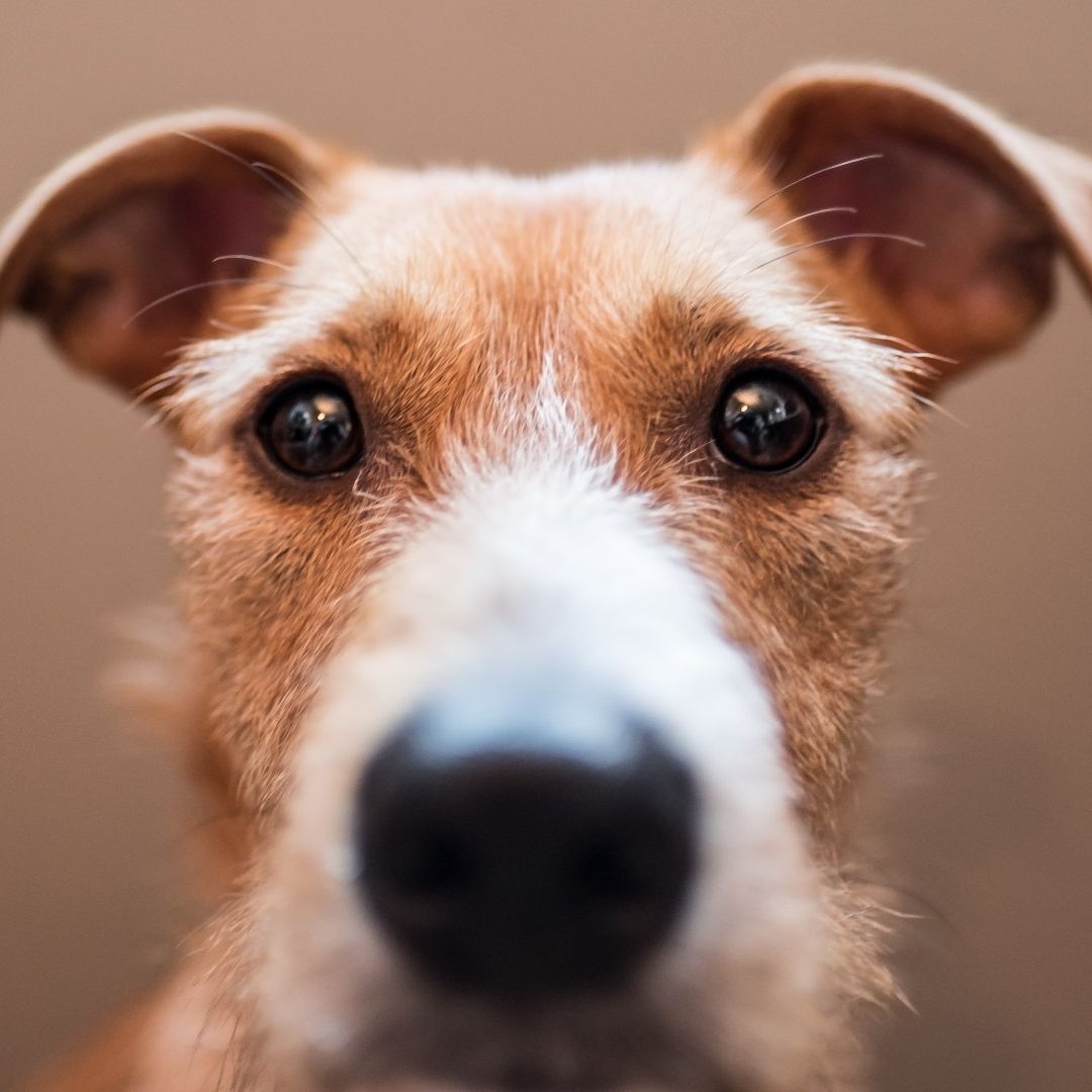 Dog Vision What Colors Can Dogs See Live Science