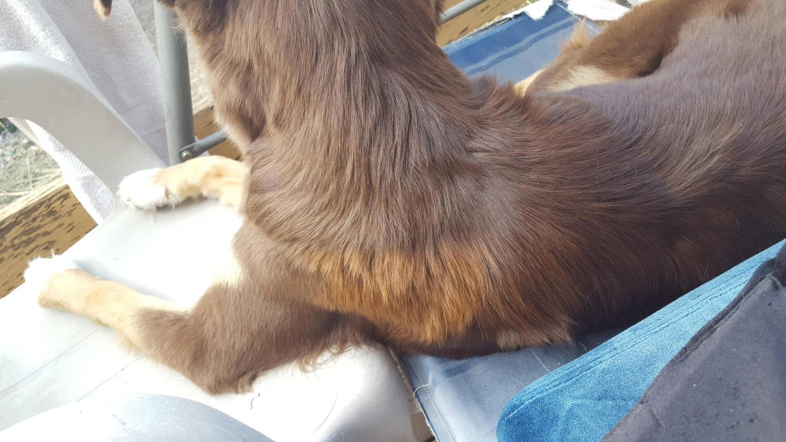 dogs fur changing color in spots