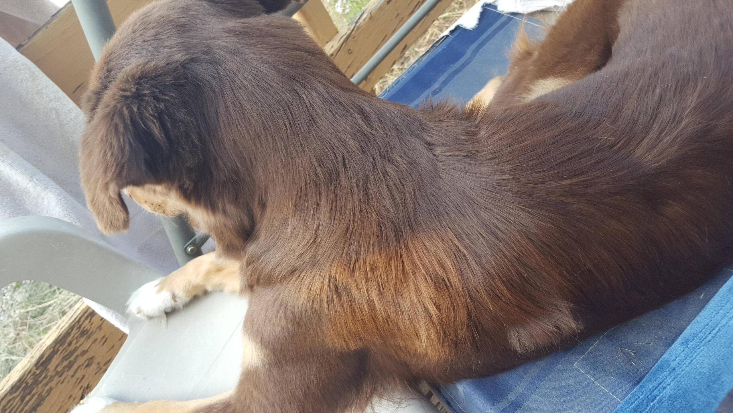 Dogs Red Aussie Fur Color Is Changing Pets Stack Exchange