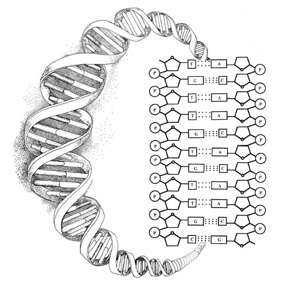 Evidence For Design In Physics And Biology Discovery Institute