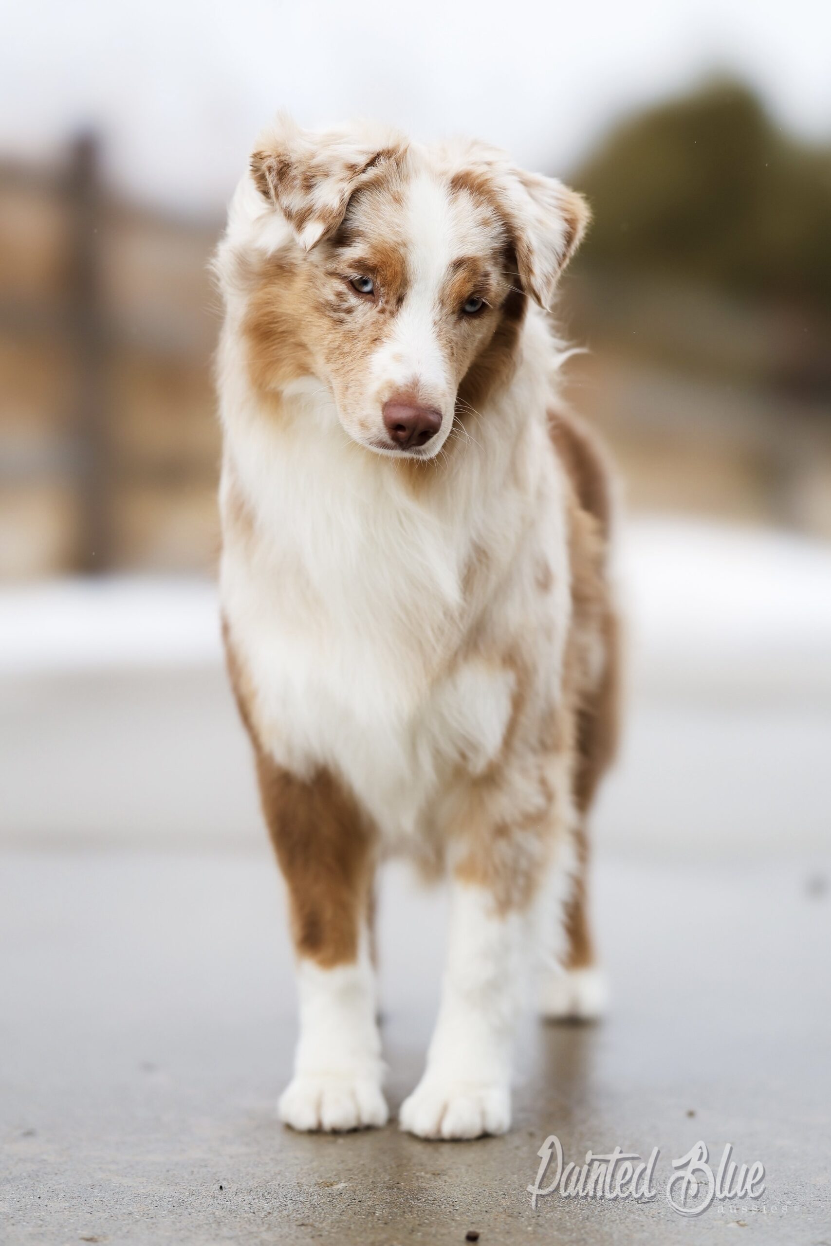 Exploring Australian Shepherd Coat Colors A Guide To The Stunning Varieties Painted Blue Aussies