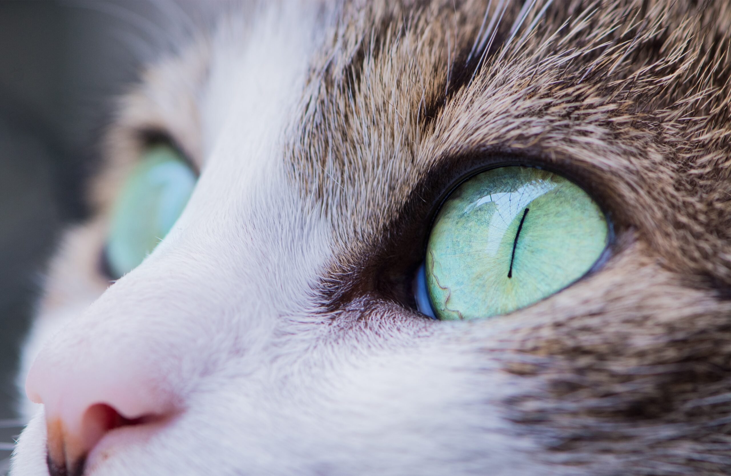 cat eyes color