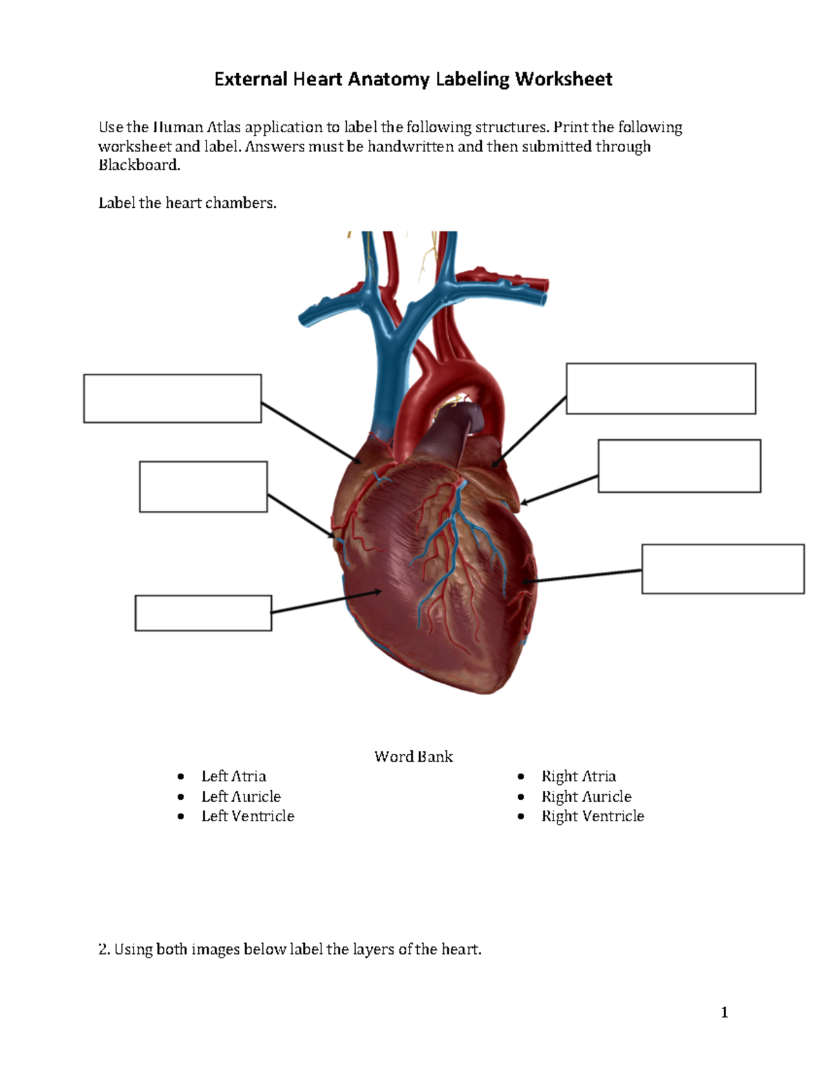 External Internal Anatomy Labeling Worksheet External Heart Anatomy Labeling Worksheet Use The Studocu