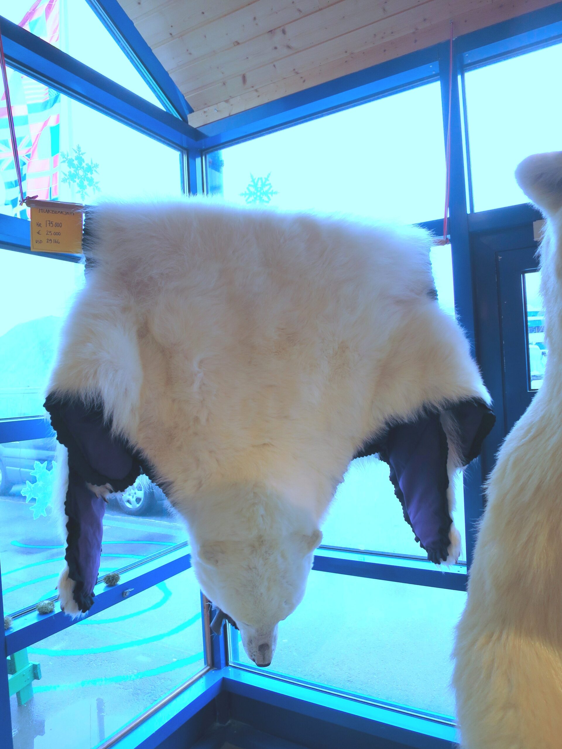 File Polar Bear Skin On Sale In Honningsv g Norway jpg 