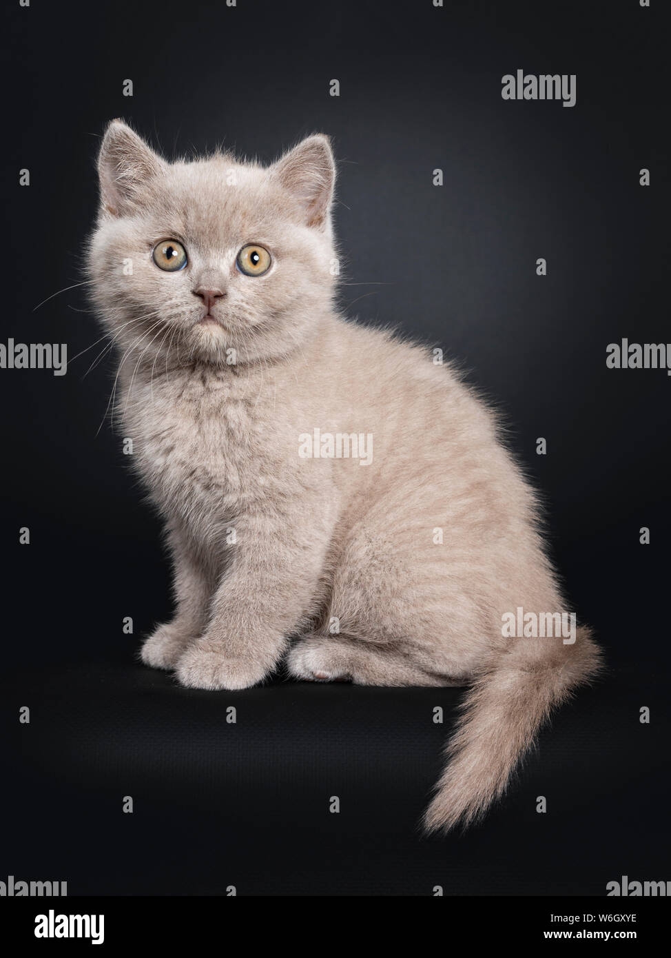 Fluffy Lilac British Shorthair Cat Kitten Sitting Side Ways Looking At Camera With Still Developing Eye Color Isolated On Black Background Tail Ha Stock Photo Alamy