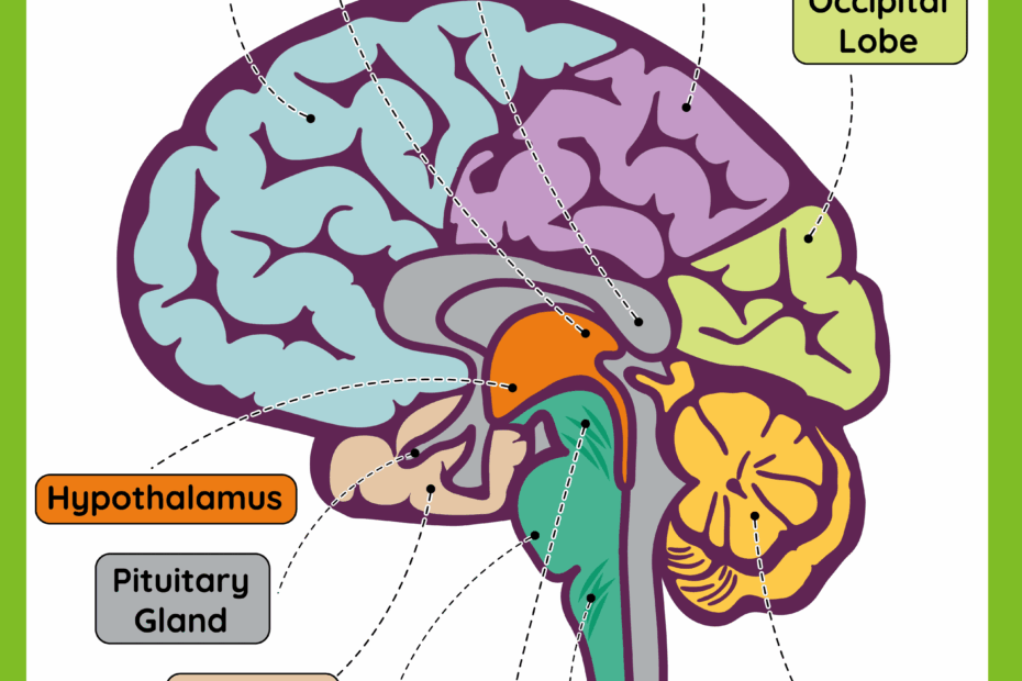 Free Anatomy Of The Brain Worksheet Download Free Anatomy Of The Brain Worksheet Png Images Free Worksheets On Clipart Library