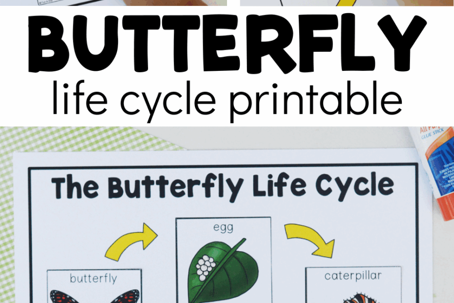 Free Butterfly Life Cycle Printable Fun A Day
