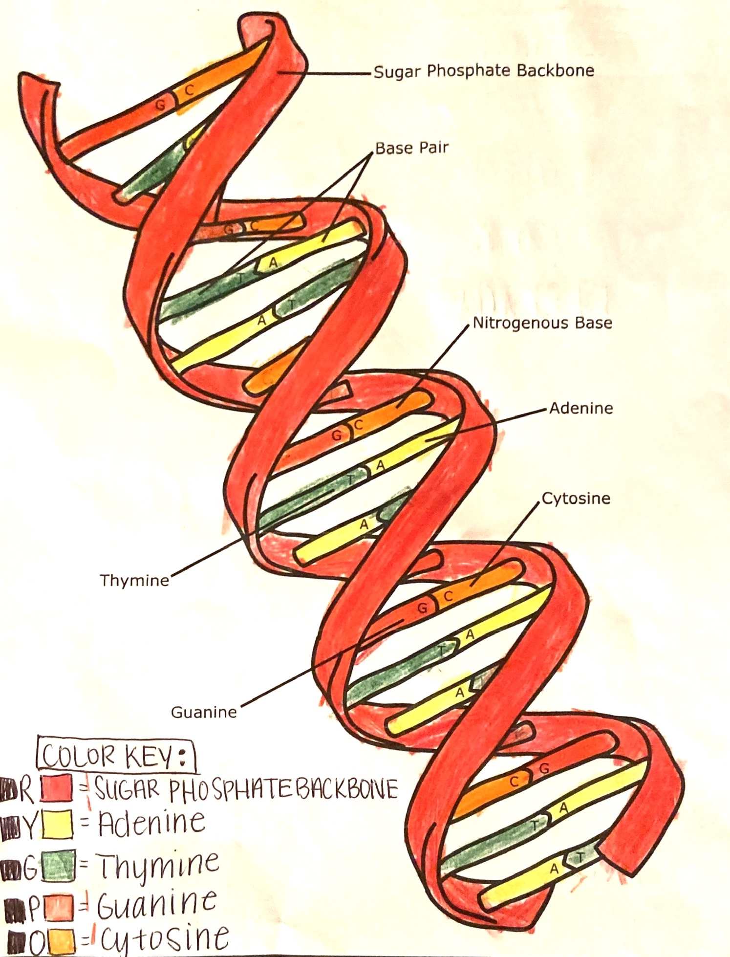 Free DNA Double Helix Worksheets Hess UnAcademy Worksheets Library