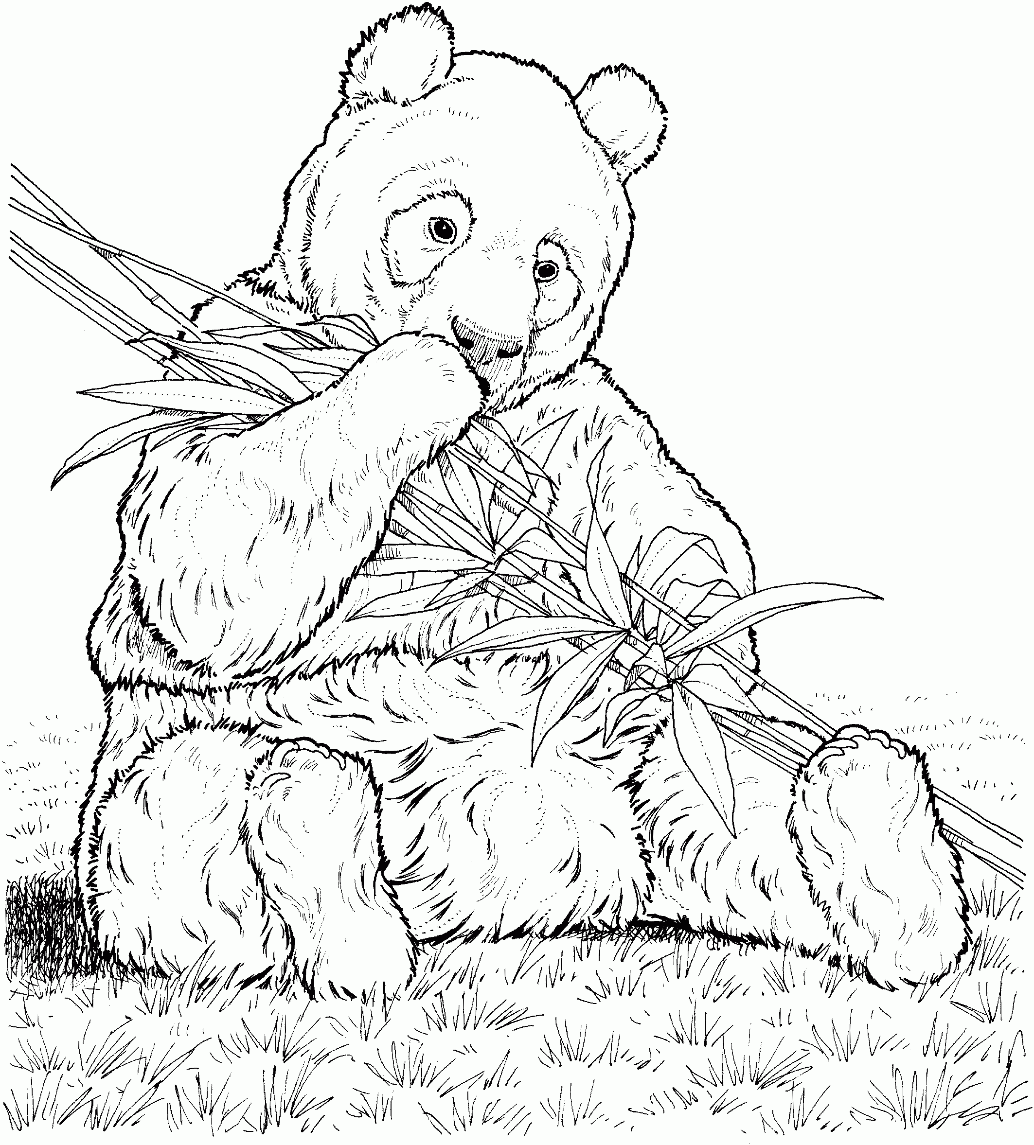 pictures of panda bears to color