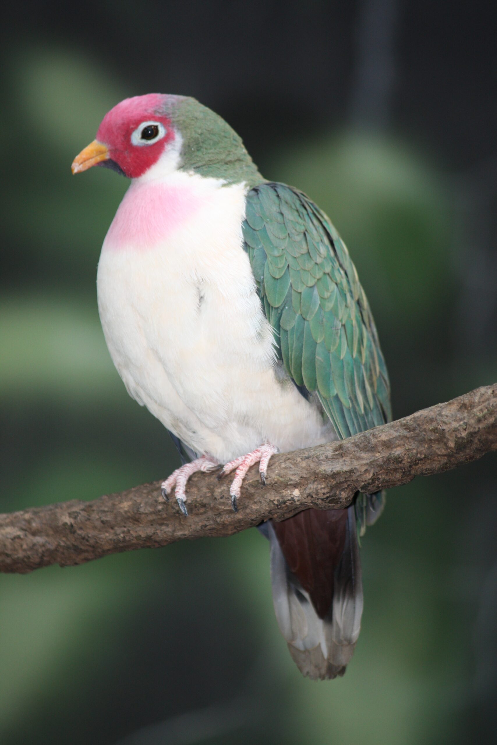 many colored fruit dove