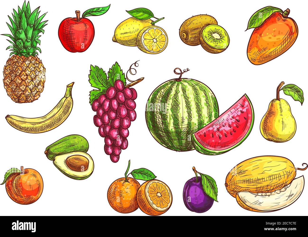 Fruits Set Sketch Hand Drawn Illustration Of Isolated Vector Tropical And Exotic Fruits Color Drawings Of Pineapple Banana Apple Avocado Peach Stock Vector Image U0026 Art Alamy