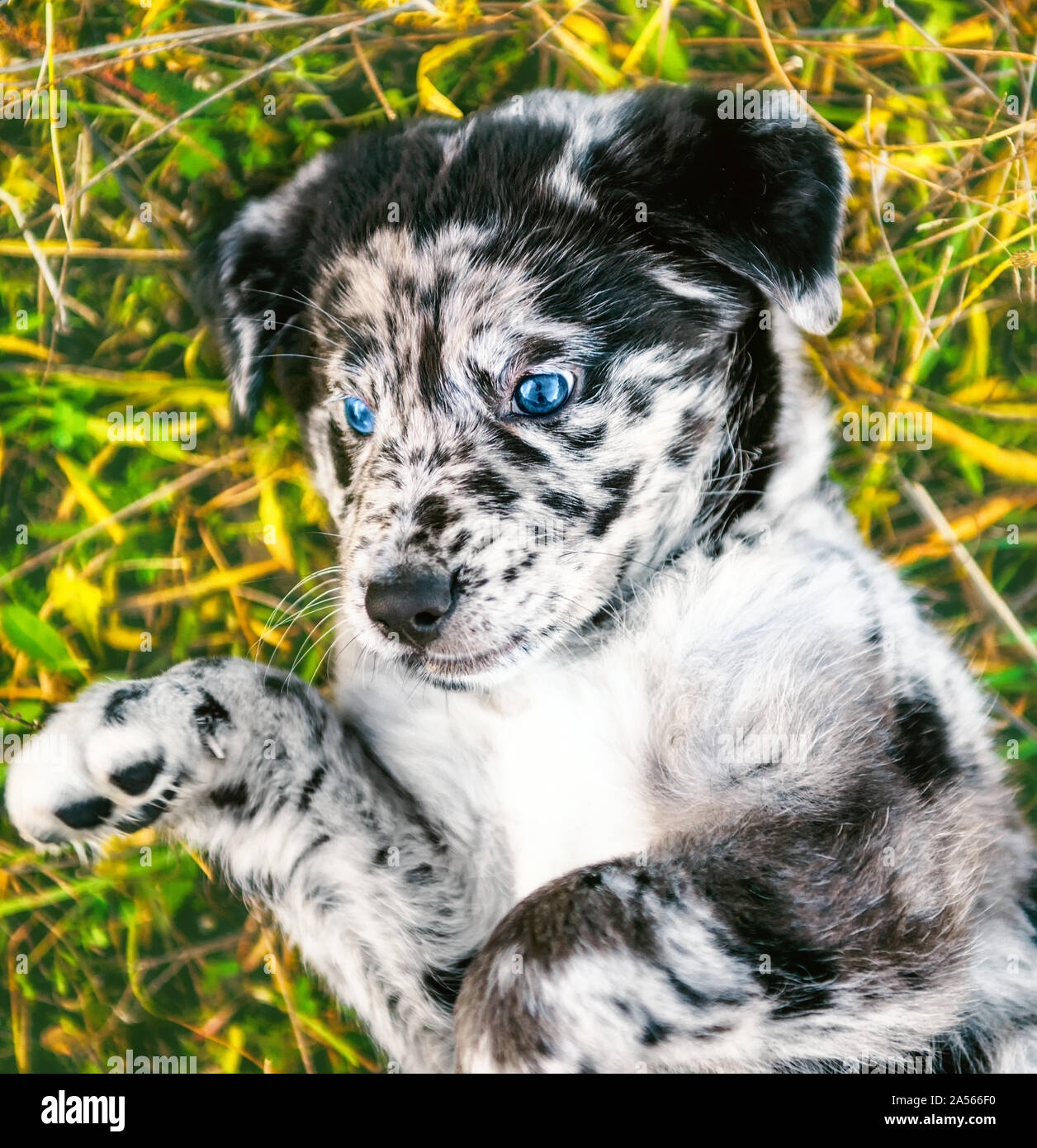 dogs with different colored eyes