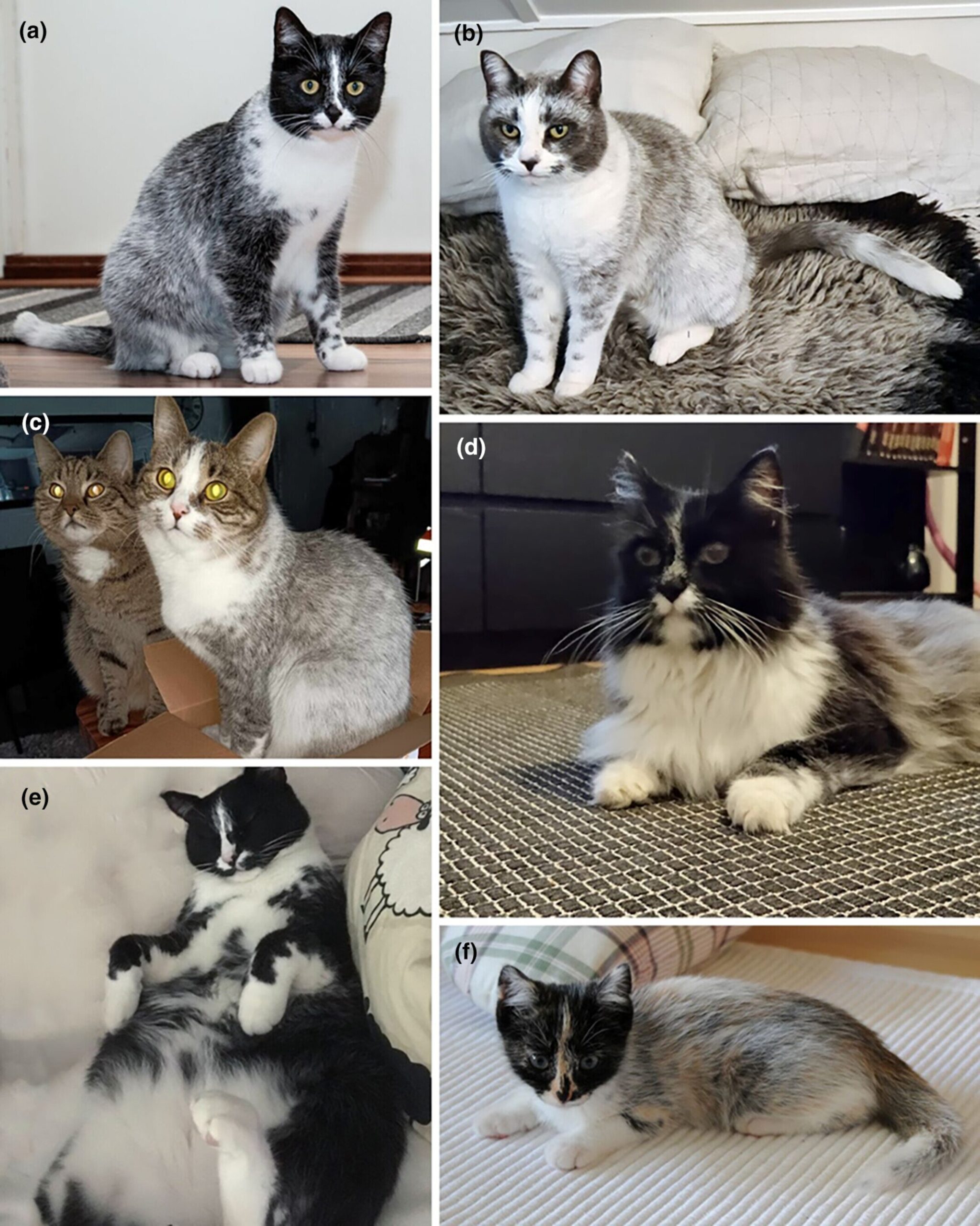 Genetic Mutation Responsible For New Coat Pattern In Cats In 