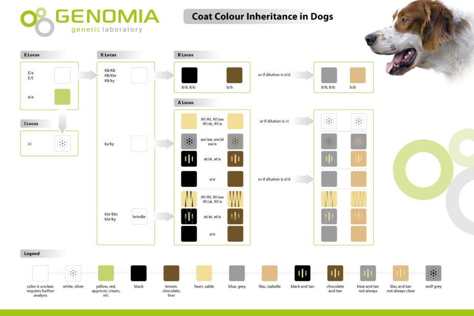 Genomia Coat Color Dogs